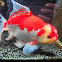 国産　上物ジャンボ獅子頭29㎝±