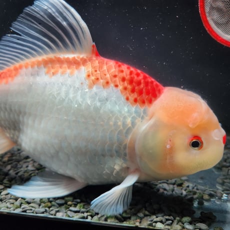 国産　上物ジャンボ獅子頭31㎝±