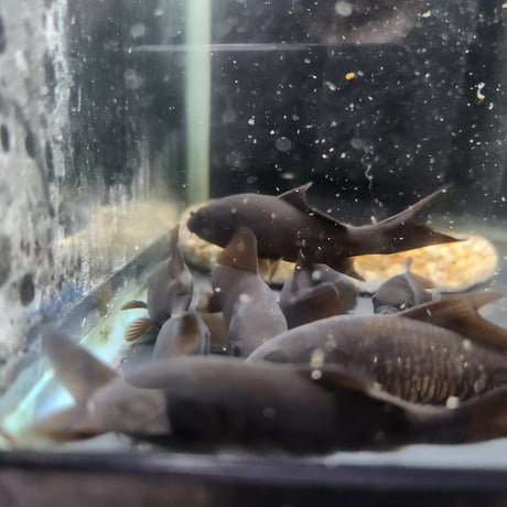 国産　ブラックコメット8㎝±（良福観賞魚産）