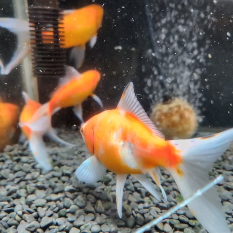 国産　黄桜14㎝±（荻野養魚場産）