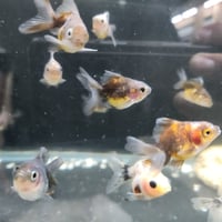 国産　ローズテールオランダ4㎝±