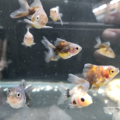 国産　ローズテールオランダ4㎝±
