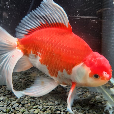 国産　上物ジャンボ獅子頭29㎝±