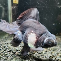 中国産　パンダ蝶尾15㎝±【飼い込み個体】