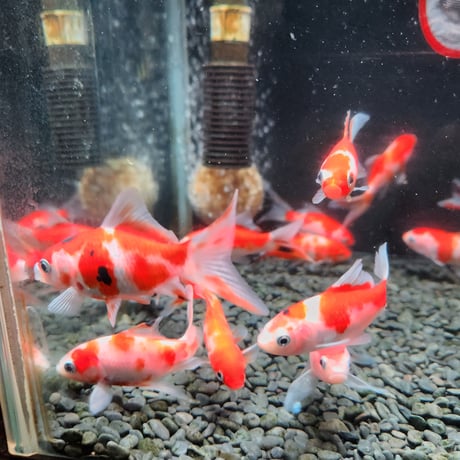 国産　桜コメット9㎝±（長尾養魚場産）