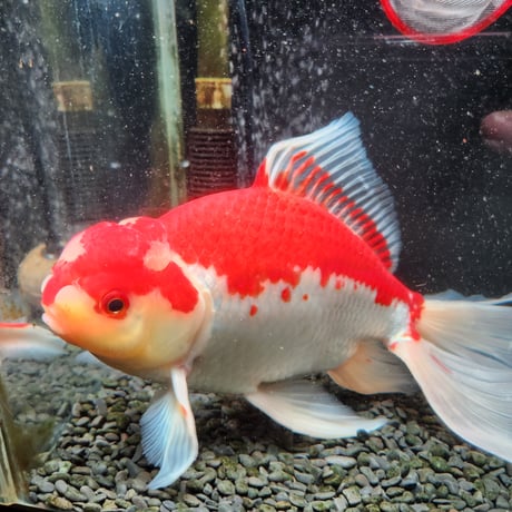 国産　上物ジャンボ獅子頭29㎝±
