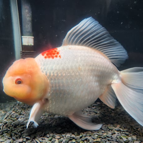 国産　上物ジャンボ獅子頭32㎝±※デキモノあり
