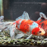 国産　オーロラ16㎝±（志村養魚場産）