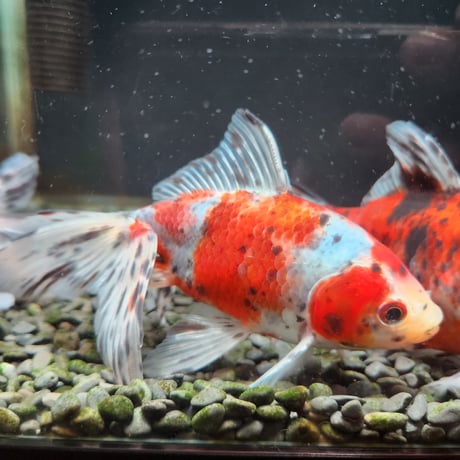 国産　オーロラ16㎝±（志村養魚場産）