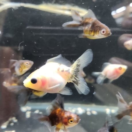 国産　ローズテールオランダ4㎝±