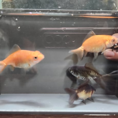 国産　ドラゴンスケールジャンボ獅子頭5㎝±（自家産）