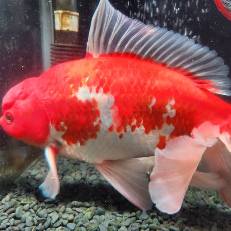 国産　モザイク鱗ジャンボ獅子頭29㎝±