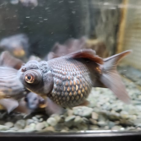 中国産　黒竜9㎝±