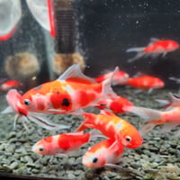 国産　桜コメット9㎝±（長尾養魚場産）