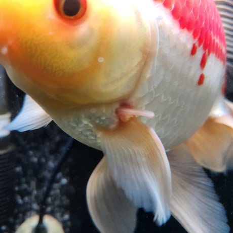 国産　上物ジャンボ獅子頭29㎝±（手ヒレ欠損あり）