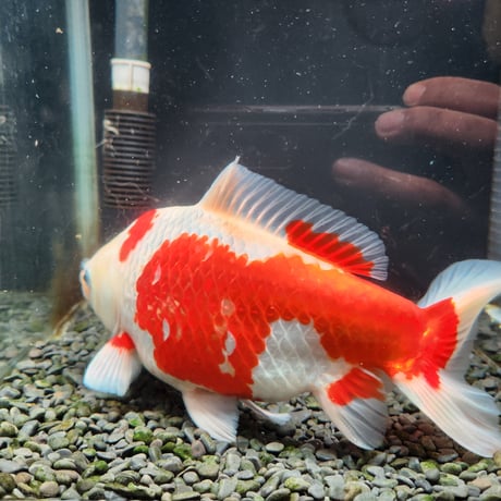 国産　ミロク和金25㎝±（良福観賞魚産）