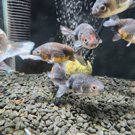 国産　墨江戸錦8㎝±（志村養魚場産）