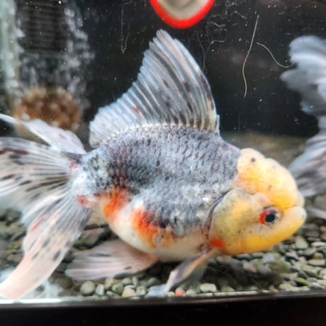 国産　上物五色東錦15㎝±（志村養魚場産）