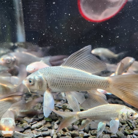 国産　ヒレナガ鯉5～13㎝±