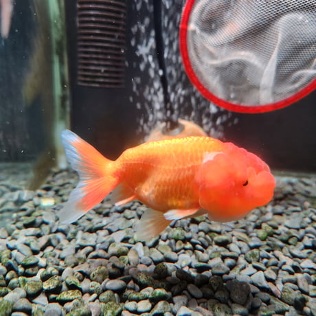 中国産　ネコガシラ10㎝±