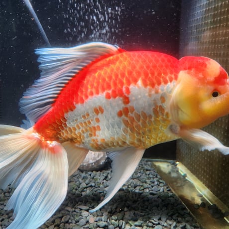 国産　上物ジャンボ獅子頭32㎝±