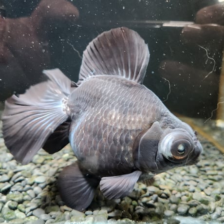 中国産　黒蝶尾15㎝±【飼い込み個体】