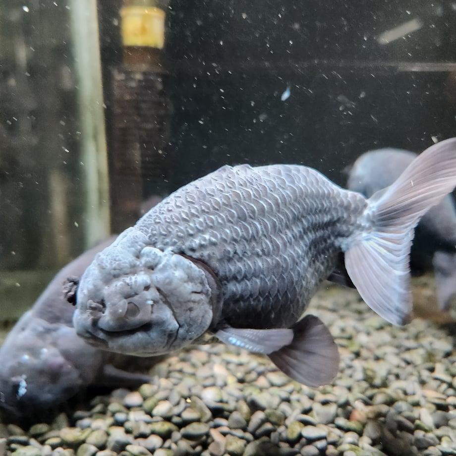 6a6f4adaf09fa0cf1b3aef42