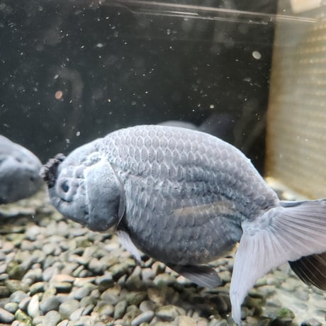 国産　黒らんちゅう12㎝±