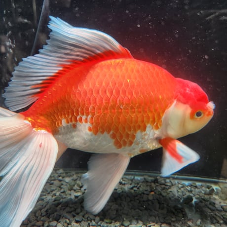 国産　上物ジャンボ獅子頭29㎝±