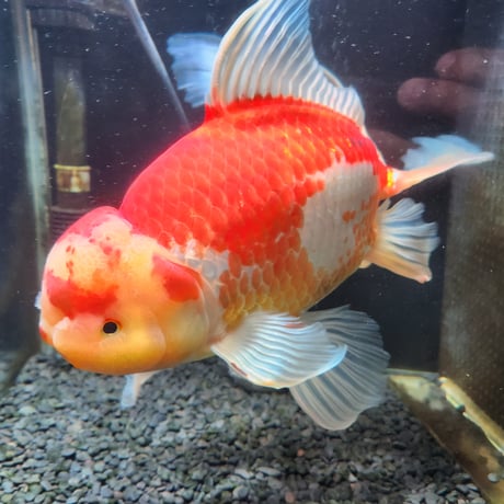 国産　上物ジャンボ獅子頭32㎝±