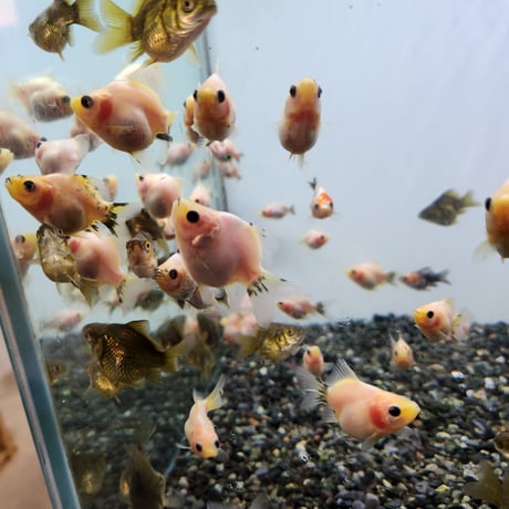 国産　玉サバ5㎝±（新潟産）