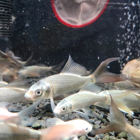 国産　ヒレナガ鯉5～13㎝±