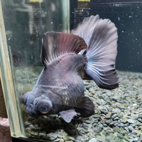 中国産　黒蝶尾15㎝±【飼い込み個体】