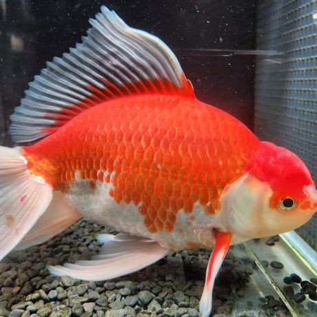 国産　上物ジャンボ獅子頭29㎝±