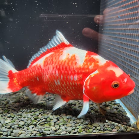 国産　ミロク和金24㎝±（良福観賞魚産）
