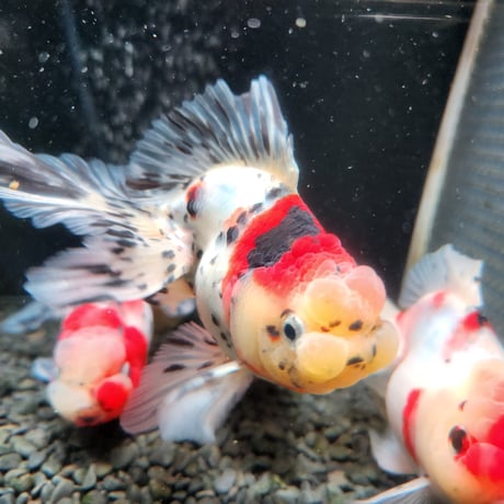 国産　上物東錦15㎝±（志村養魚場産）