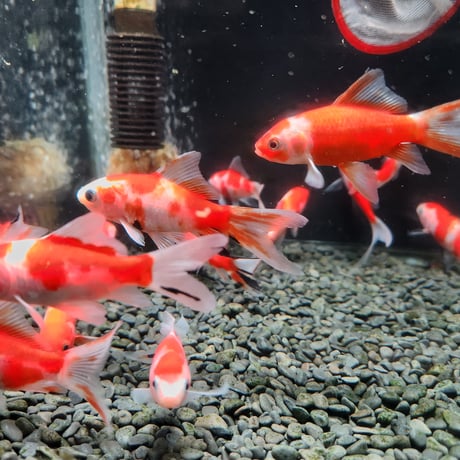 国産　桜コメット9㎝±（長尾養魚場産）