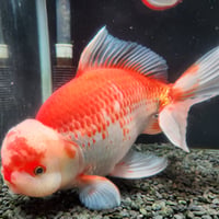 国産　上物ジャンボ獅子頭31㎝±