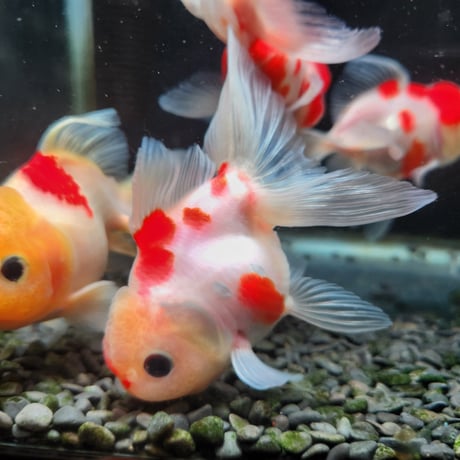 国産　桜東錦11㎝±（志村養魚場産）