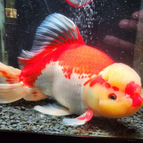 国産　上物ジャンボ獅子頭33㎝±