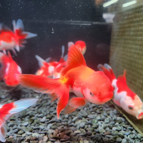国産　飯田更紗オランダ12㎝±