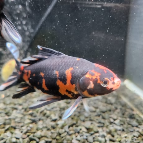 国産　上物墨朱文金15㎝±（長尾養魚場産）