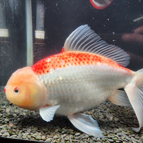 国産　上物ジャンボ獅子頭31㎝±