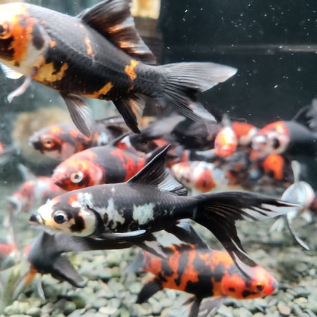 国産　墨朱文金9㎝±（長尾養魚場産）