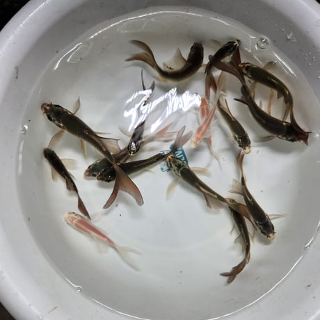 国産　ヒレナガ鯉5～13㎝±