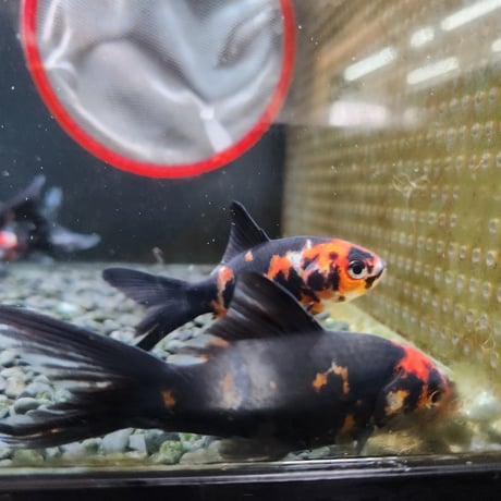 国産　墨朱文金9㎝±（長尾養魚場産）