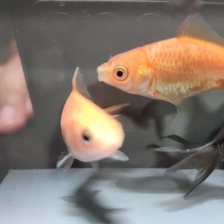 国産　ドラゴンスケールジャンボ獅子頭5㎝±（自家産）