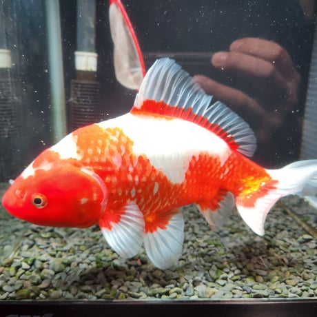 国産　ミロク和金24㎝±（良福観賞魚産）