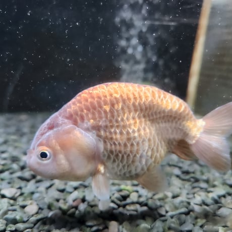 CATEGORY らんちゅう | 金魚•クワカブ専門店 祭