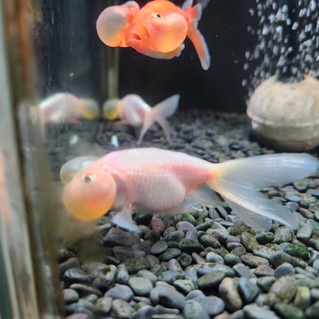 中国産　水泡眼8㎝±